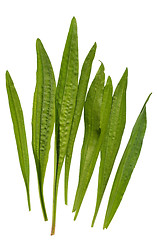 Image showing Ribwort Plantain