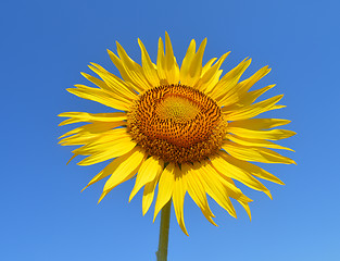 Image showing Sunflower