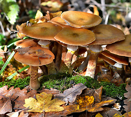 Image showing Mushrooms in the forest