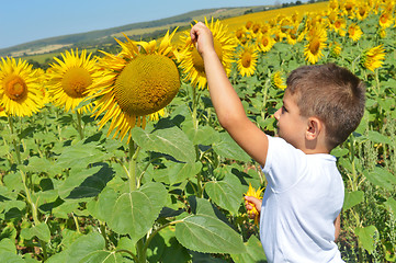 Image showing Kid and sunflowers