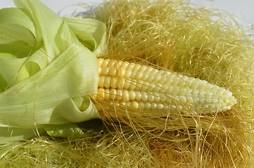 Image showing Young corn with leaves