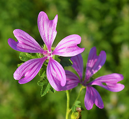 Image showing Mallow