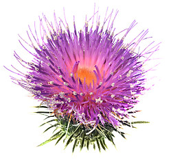 Image showing Thistle