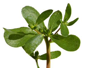 Image showing Purslane