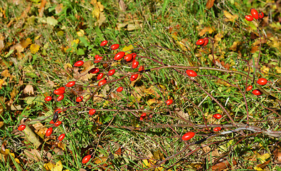 Image showing briar bush