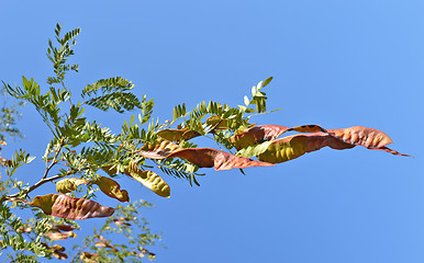 Image showing Acacia