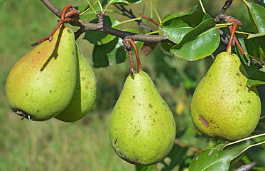 Image showing Green pears