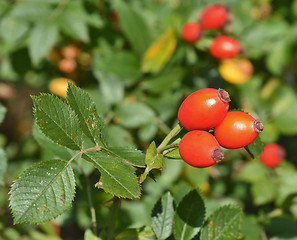 Image showing Rose hip