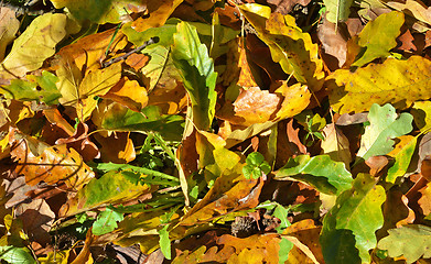 Image showing Autumn leaves