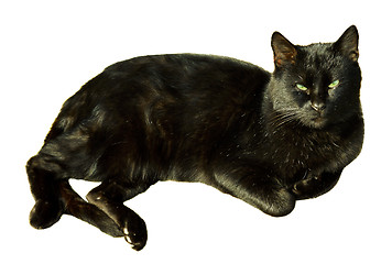 Image showing Black cat