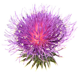 Image showing Thistle