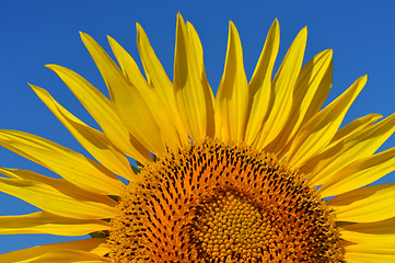 Image showing Sunflower