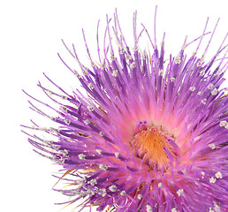 Image showing Thistle