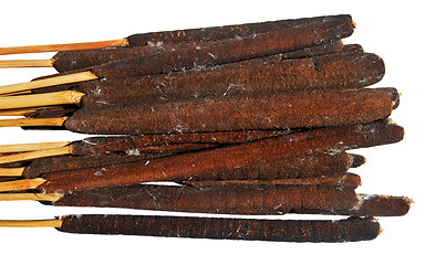 Image showing Bulrush