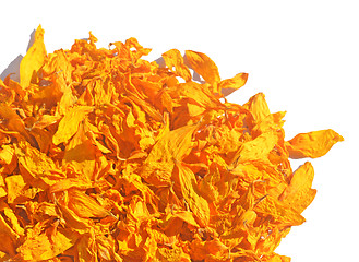 Image showing Dried petals of sunflowers