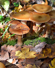 Image showing Mushrooms in the forest