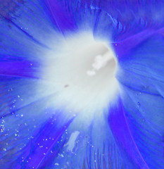 Image showing Campanula