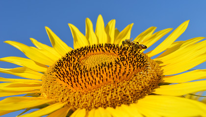 Image showing Sunflower and bees