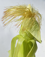 Image showing Young corn