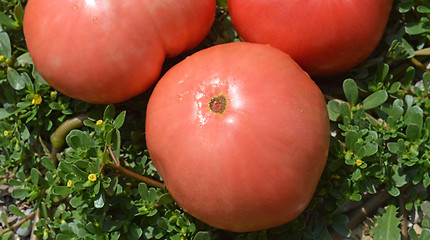 Image showing Tomato and purslane