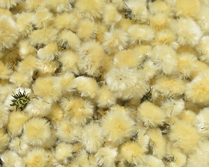 Image showing Dried Flowers Dandelion