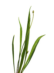 Image showing Ribwort Plantain