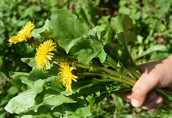 Image showing Bouquet of dandelions