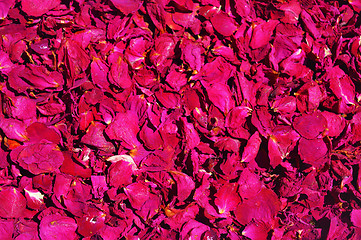 Image showing Background from red roses