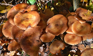 Image showing Mushrooms in the forest