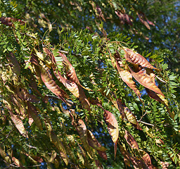 Image showing Acacia