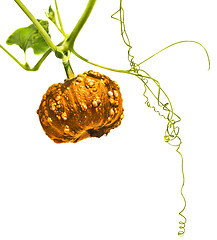 Image showing Small golden pumpkin