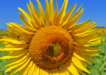Image showing Sunflower and bee