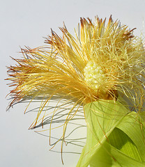 Image showing Young corn