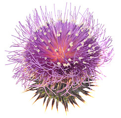 Image showing Thistle