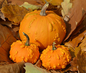 Image showing Small pumpkins