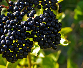 Image showing Elderberry