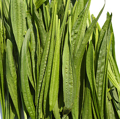 Image showing Ribwort Plantain