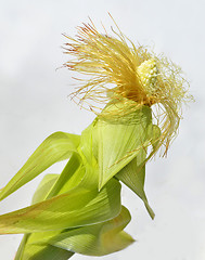 Image showing Young corn