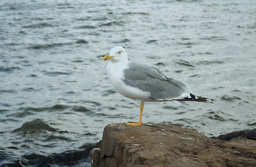 Image showing Seagull on a rock