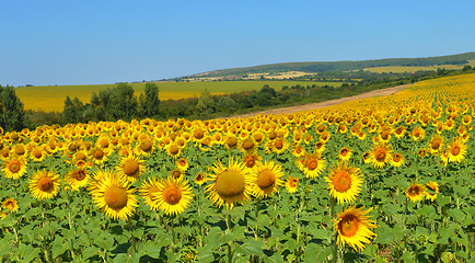 Image showing Sunflowers