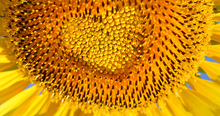 Image showing Sunflowers