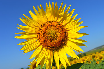 Image showing Sunflower