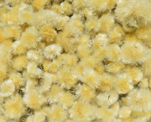 Image showing Dried Flowers Dandelion