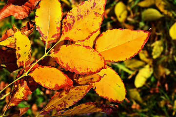 Image showing Autumn leaves