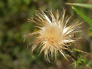 Image showing Thistle