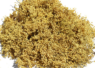 Image showing Acacia