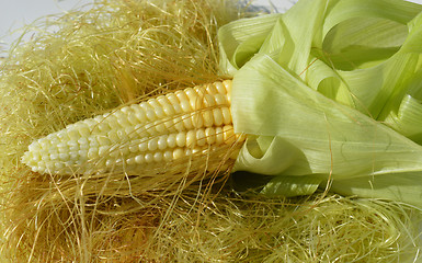 Image showing Young corn with leaves
