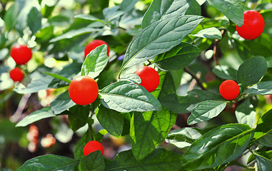 Image showing Red chillies