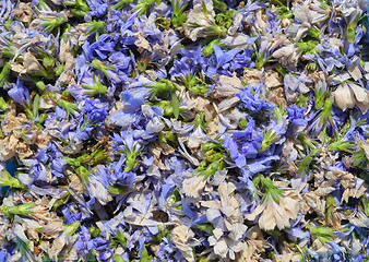 Image showing Dried chicory