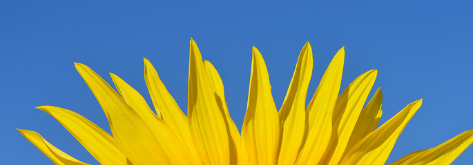 Image showing Petals of sunflower